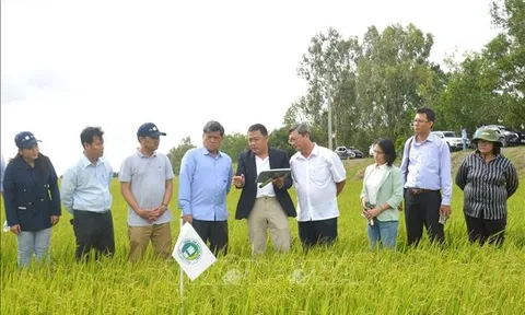 Công nghệ tưới tích hợp AI - Mô hình thí điểm thuộc Đề án 1 triệu ha lúa phát thải thấp ở đồng bằng Sông Cửu Long