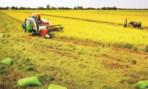 Vĩnh Long: Ứng dụng tiến bộ khoa học, công nghệ và cơ giới hóa trong sản xuất nông nghiệp - Đòn bẩy phát triển bền vững