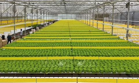 Chỉnh sửa gen trong nông nghiệp: Cơ hội đột phá cần hoàn thiện khung pháp lý phù hợp