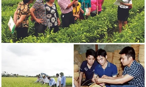 Quy định đơn vị sự nghiệp công lập khuyến nông cấp tỉnh, cấp xã