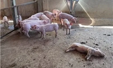 Vĩnh Long phát sinh nhiều ổ dịch tả lợn châu Phi