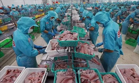 Việt Nam xuất khẩu lô hàng cá rô phi đầu tiên sang Brazil