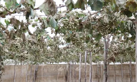 Khôi phục sản xuất nông nghiệp sau mưa lũ ở Khánh Hoà