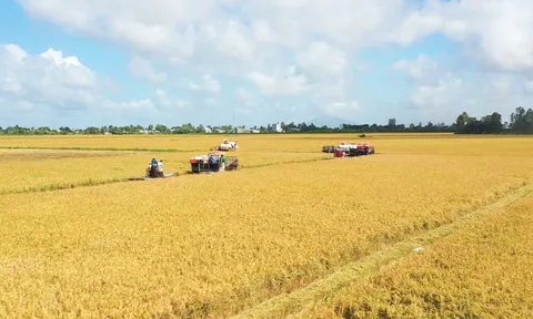 Hiệu quả mở rộng diện tích lúa chất lượng cao, phát thải thấp hướng tới mục tiêu một triệu ha vào năm 2030