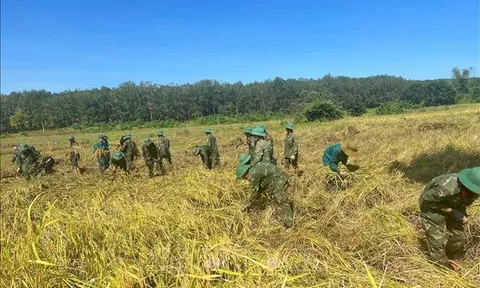 Cả nước đạt sản lượng lúa vụ mùa hơn 8 triệu tấn