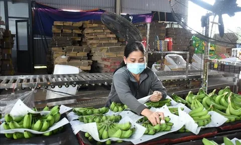 Thị trường Chuối ngày càng mở rộng hướng với mục tiêu xuất khẩu tỷ đô