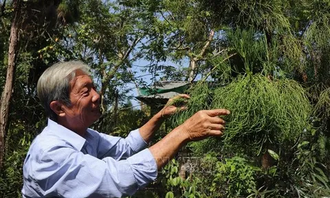 Nhân giống thủy tùng bằng phương pháp ghép độc đáo tại Cần Thơ