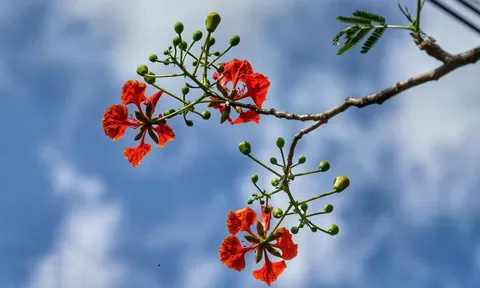 Còn thương mùa hạ