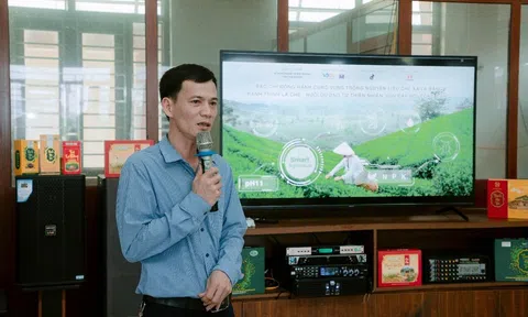 Thái Nguyên: Người dân trồng chè ở La Bằng với niềm vui an cư
