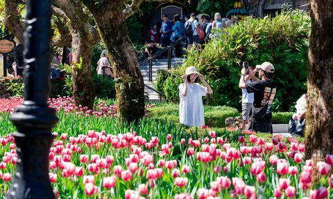 Bật mí bí kíp sở hữu chuyến du ngoạn Đà Nẵng trọn gói sang chảnh với giá “siêu hời”