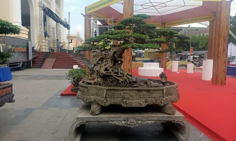 CLB Cây cảnh nghệ thuật thị xã Sơn Tây tổ chức Triển lãm “Hương Sắc Sơn Tây”