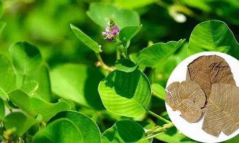 Ảnh hưởng của thời điểm thu hoạch và phương pháp thu hoạch đến năng suất và chất lượng dược liệu Kim tiền thảo tại Thanh Trì - Hà Nội