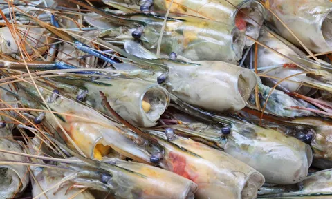 Đạm động vật sinh học - nguyên liệu thay thế hoàn hảo cho bột cá