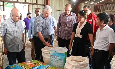Xuất hiện cách nuôi vịt chạy đồng kiểu... Việt Nam trên cánh đồng lúa của Cuba