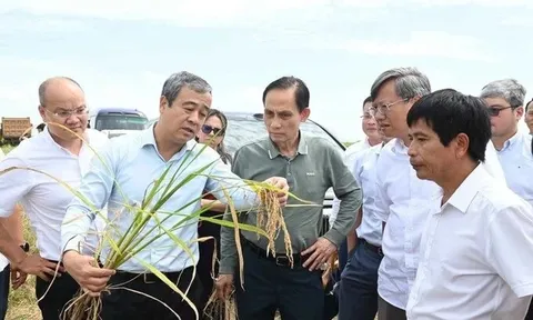 Gặp Bộ trưởng Việt Nam, Bí thư Tỉnh ủy Cuba “ngỏ lời” về lĩnh vực DN Việt lập kỳ tích 9 tấn/ha ở nước bạn