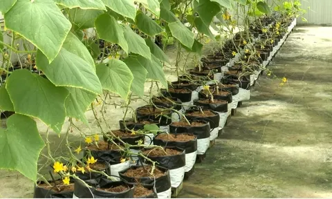 Chuyển đổi xanh và công nghệ số mở lối cho nền nông nghiệp thích ứng biến đổi khí hậu