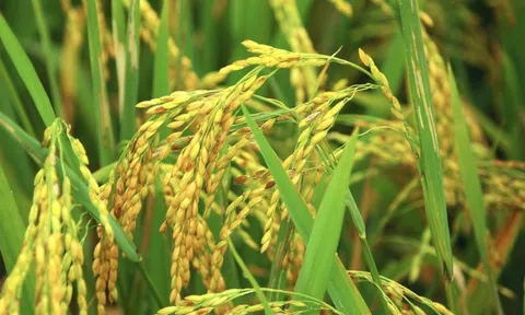 Phương pháp trồng lúa mới góp phần giảm biến đổi khí hậu và tăng thu nhập cho nông dân miền Tây