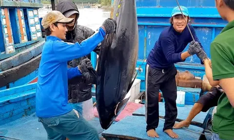 Cá ngừ Việt Nam: Tiến vững về đích 1 tỷ USD
