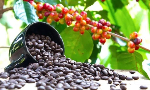 Cà phê Việt Nam tăng giá mạnh trong 5 tháng đầu năm 2024