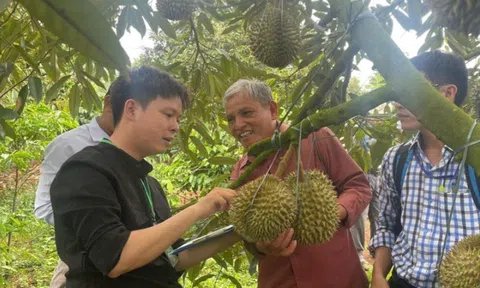 Sầu riêng Việt Nam có thêm 829 mã số vùng trồng và  131 sở đóng gói