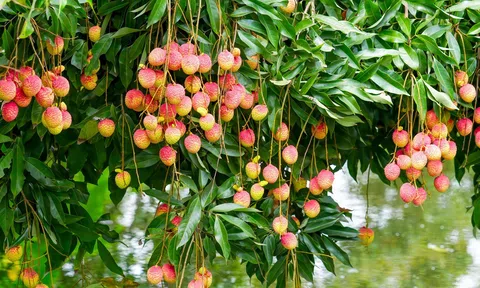 Hưng Yên: Phù Cừ mùa thu hoạch vải lai chín sớm