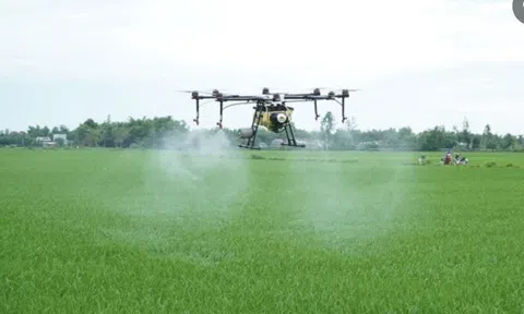Sản xuất lúa chất lượng cao để phát triển kinh tế, gắn với bảo vệ môi trường