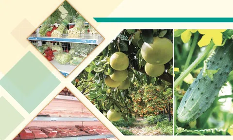 EBOOK: Phát triển chuỗi giá trị nông sản thực phẩm an toàn bền vững tại Việt Nam