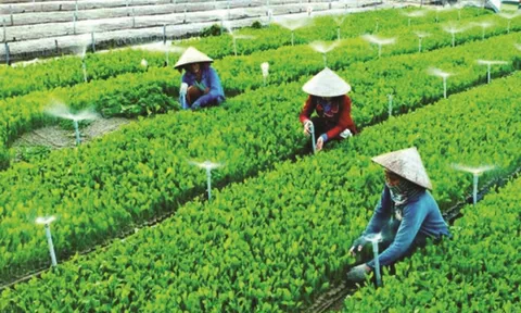 Nhận rõ việc “đối nhân” trong Hợp tác xã