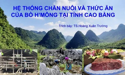 Hệ thống chăn nuôi và thức ăn của bò H'Mông tại tỉnh Cao Bằng