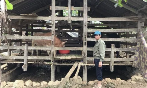 Husbandry and feeding systems for H'mong cattle in Cao Bang province