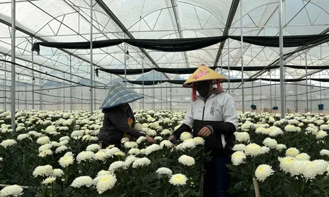 Lâm Đồng: Lối ra cho vấn đề nhà kính từ nông nghiệp xanh