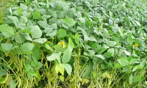Đánh giá khả năng sinh trưởng, năng suất và chất lượng của các dòng đậu tương ở vùng Nam Trung Bộ và Tây Nguyên