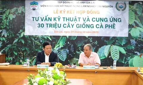 Hoàng Anh Gia Lai "chơi lớn": Bầu Đức tái khởi động dự án phủ xanh 10.000 ha cà phê?