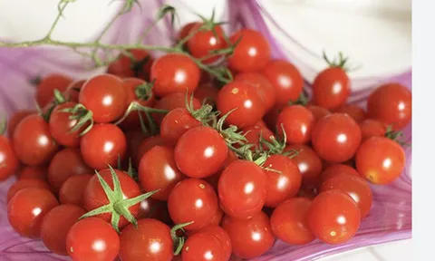 Nghiên cứu khả năng kết hợp và biểu hiện một số tính trạng năng suất, độ Brix của một số mẫu giống cà chua quả nhỏ