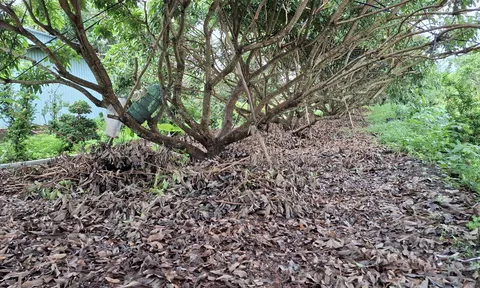 Giảm đốt rơm rạ – thay đổi thói quen vì môi trường và sức khỏe cộng đồng