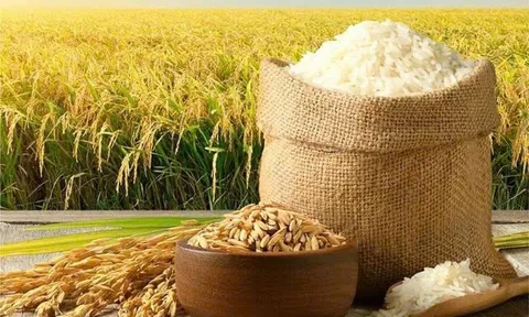 Xuất khẩu gạo Việt Nam 2026: Từ "cú sốc" thị trường đến cuộc cách mạng lúa gạo phát thải thấp