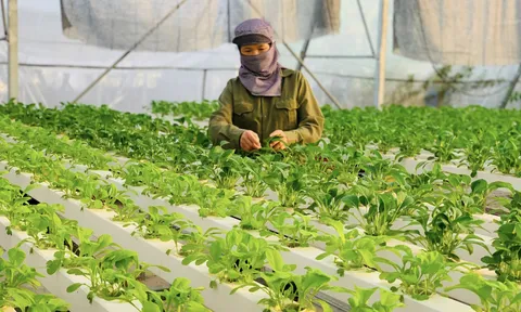 Nông nghiệp Thủ đô “sang trang” nhờ số hóa: Từ minh bạch nguồn gốc đến khát vọng chuỗi giá trị toàn cầu