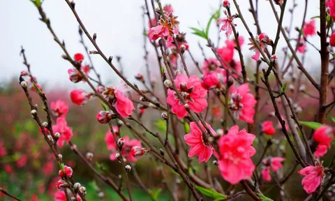 Lịch nghỉ Tết Nguyên đán Bính Ngọ 2026