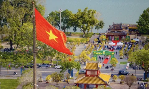 Hoàng mai xứ Huế khoe sắc bên dòng Hương