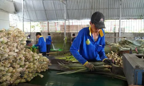 "Đổi đời" cho lá khóm: Từ phụ phẩm nông nghiệp đến cuộc cách mạng nguyên liệu xanh