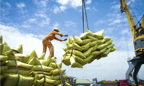 Xuất khẩu gạo trong bối cảnh biến động: Nghịch lý giữa khối lượng và giá trị