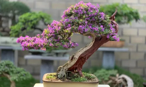 Linh Sam - Vườn hạnh phúc