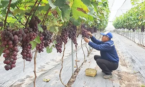 Nông nghiệp đô thị xanh: Động lực nâng cao năng suất và giá trị sản xuất