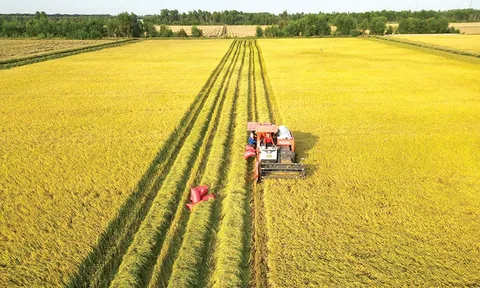 Phân tích nghịch lý lúa gạo tại Đồng Tháp: Từ áp lực thị trường đến yêu cầu tái cấu trúc chuỗi giá trị