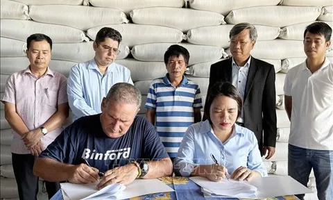 Sang Cuba trồng lúa, đẩy năng suất lên tới 9 tấn/ha, một doanh nghiệp Việt Nam vừa bàn giao 1.200 tấn gạo cho Cuba