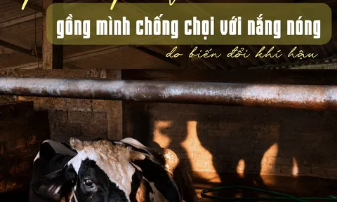 Bò sữa Ba Vì gồng mình chống chọi với nắng nóng do biến đổi thời tiết
