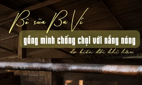 Bò sữa Ba Vì gồng mình chống chọi với nắng nóng do biến đổi thời tiết
