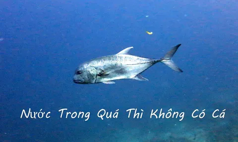 Nước trong quá không có cá, người xét nét quá không có bạn