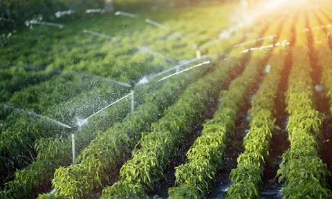 Cơ sở lý luận và thực tiễn phát triển nông nghiệp hữu cơ, nông nghiệp sinh thái, tuần hoàn trong định hướng thực hiện các mục tiêu phát triển bền vững