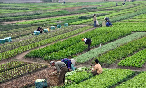 Chuyển đổi xanh, chuyển đổi số và nông nghiệp sinh thái, tuần hoàn ở Đồng bằng sông Hồng: Giải bài toán mâu thuẫn với thu nhập nông dân